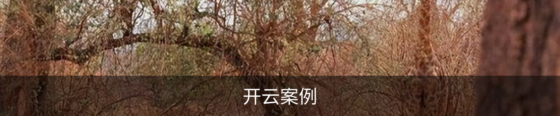 开云案例
